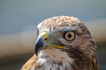 Hawk looking in to distance