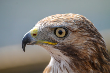 Hawk looking in to distance