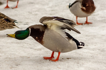 Priozersk, Priozersky District, Leningrad Oblast, Russia. March 2019.