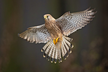 Common kestrel (Falco tinnunculus) is a bird of prey species belonging to the kestrel group of the falcon family Falconidae. 