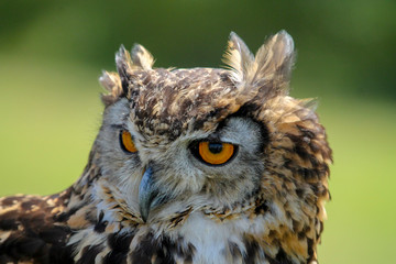 Owl looking in the distance