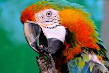 Macaw eating food