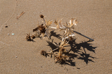Dry plant on the beach
