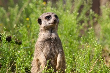 Meerkat standing in flowers
