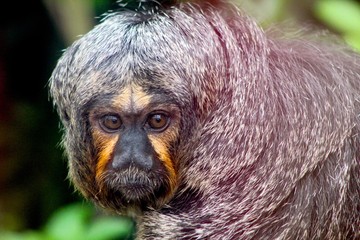 White-faced saki monkey looking at camera
