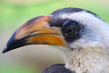 Toucan side profile