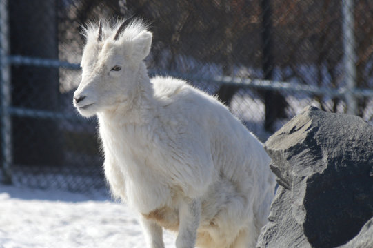 Dall sheep in the snow