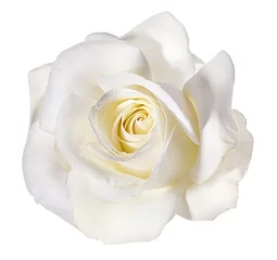 Deurstickers roos geïsoleerd op witte achtergrond © ilietus