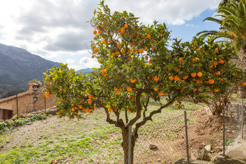 Fototapeta na wymiar Ein umzäunter Garten mit Orangenbäumen in Fornalutx auf Mallorca