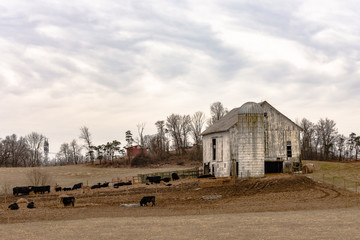 White barn Angus farm