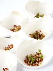 Growing microgreens salad
