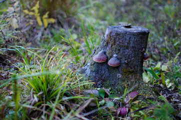 mushroom in the forest