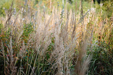 grass in the forest, dry grass