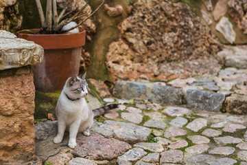 Eine weiße, blauäugige Katze schlendert durch das mediterrane Bergdorf Fornalutx