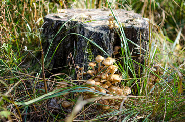 mushroom in the forest