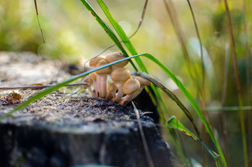 mushroom in the forest