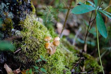 mushroom in the forest