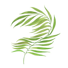 watercolor green algae