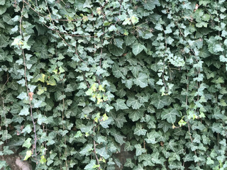 Ivy wall closeup. Background of green leaves
