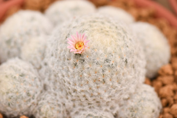Macro closeup of beautiful pink cactus flower blooming in a pot. Selective focus.