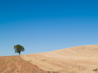 Fototapeta na wymiar paisaje árbol solitario cielo azul llanura