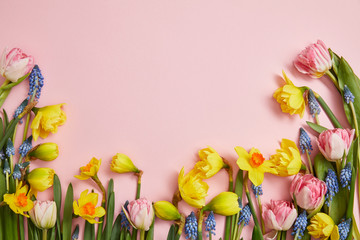 top view of fresh pink tulips, blue hyacinths and yellow daffodils on pink background