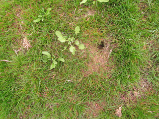 Spring grass with mouse mink in the soil.