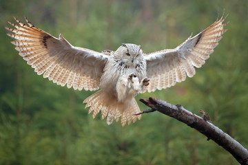 Eurasian eagle-owl (Bubo bubo) is a species of eagle-owl that resides in much of Eurasia.
