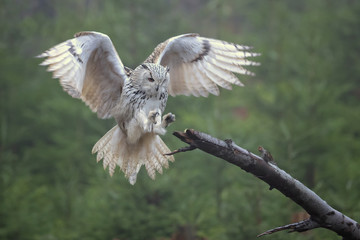 Eurasian eagle-owl (Bubo bubo) is a species of eagle-owl that resides in much of Eurasia.