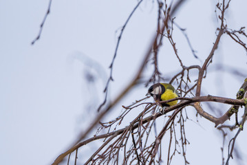 tit sits among the branches of a tree.