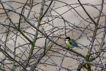 tit sits among the branches of a tree.