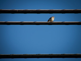Pájaro encaramado en línea eléctrica