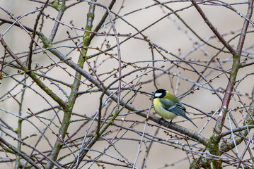 tit sits among the branches of a tree.