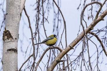 tit sits among the branches of a tree.