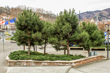 Fototapeta na wymiar Europe Square, spruce trees in a flower bed. Tbilisi. Georgia.