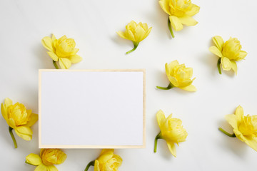 top view of yellow narcissus flowers and white empty card on white background