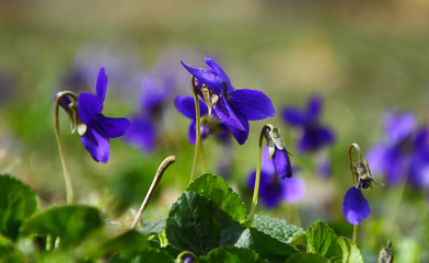 blue and flowers