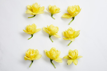 flat lay of yellow narcissus flowers arranged in square on white