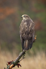 Common buzzard (Buteo buteo) is a medium-to-large bird of prey which has a large range. A member of the genus Buteo, it is a member of the family Accipitridae. 