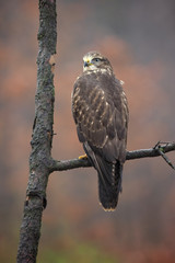 Common buzzard (Buteo buteo) is a medium-to-large bird of prey which has a large range. A member of the genus Buteo, it is a member of the family Accipitridae. 
