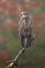 Common buzzard (Buteo buteo) is a medium-to-large bird of prey which has a large range. A member of...