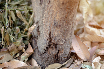 Trees that die due to drought and hot weather in the garden.