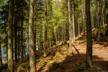 Landscape at the small Arbersee in Bavaria