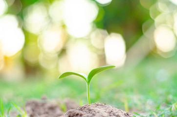 Seeds plant trees, small trees, green trees, do not focus on objects.