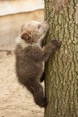 Young bear in forest on tree, wildlife park,  usa.