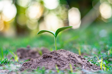 Seeds plant trees, small trees, green trees, do not focus on objects.