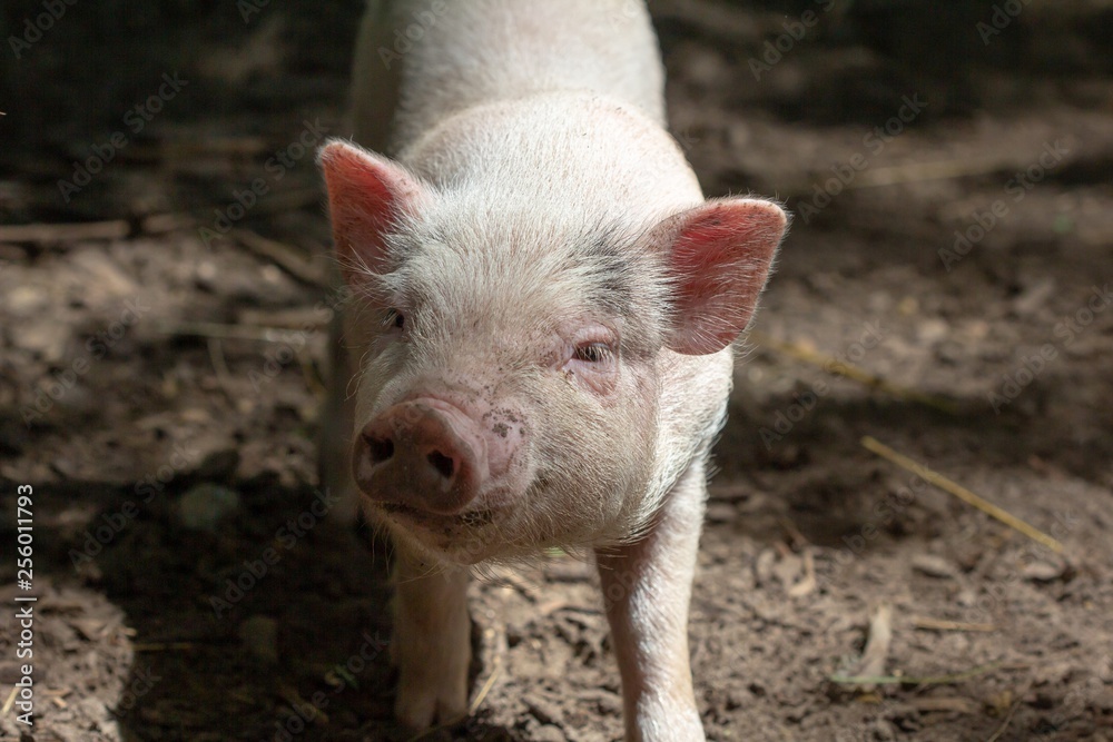 Wall mural Farm animal piglet young domestic,  swine.