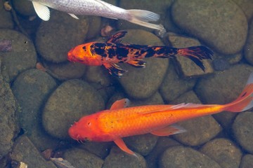Carp in pond, colorful fish,  animal asia.