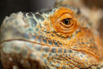 Fototapeta premium orange iguana animal red lizard, wild.