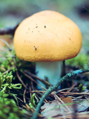 mushroom in the forest